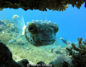 Yellow spotted burrfish. by Horen Stalbe 